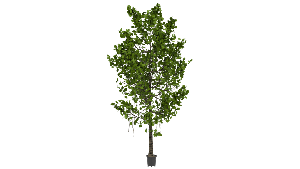 Artificial Ficus Tree 3D Model - Professional 3D Model Render 3