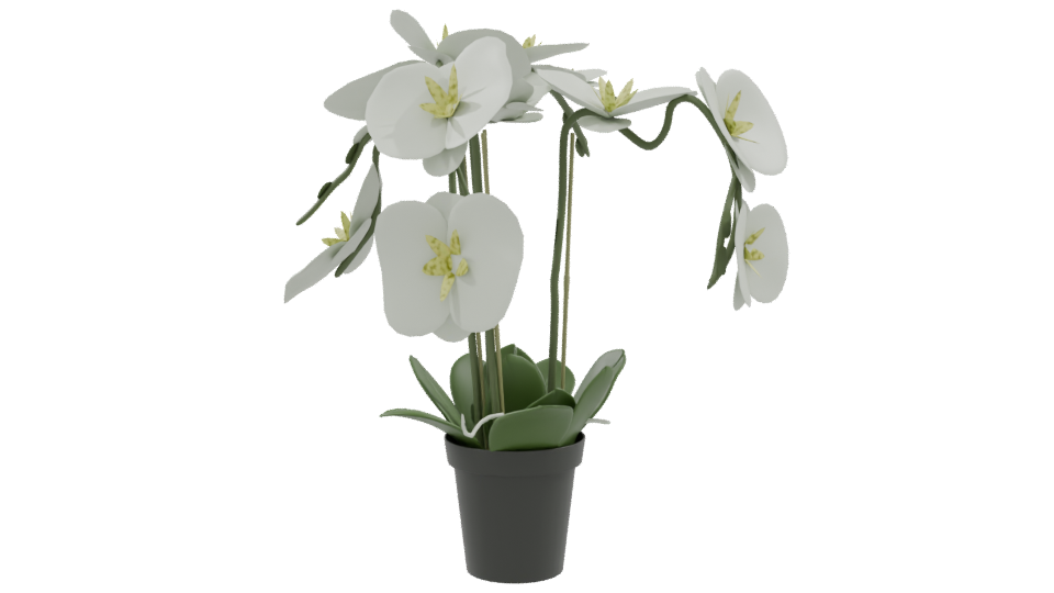 Elegant Orchid Plant 3D Model - Professional 3D Model Render 9