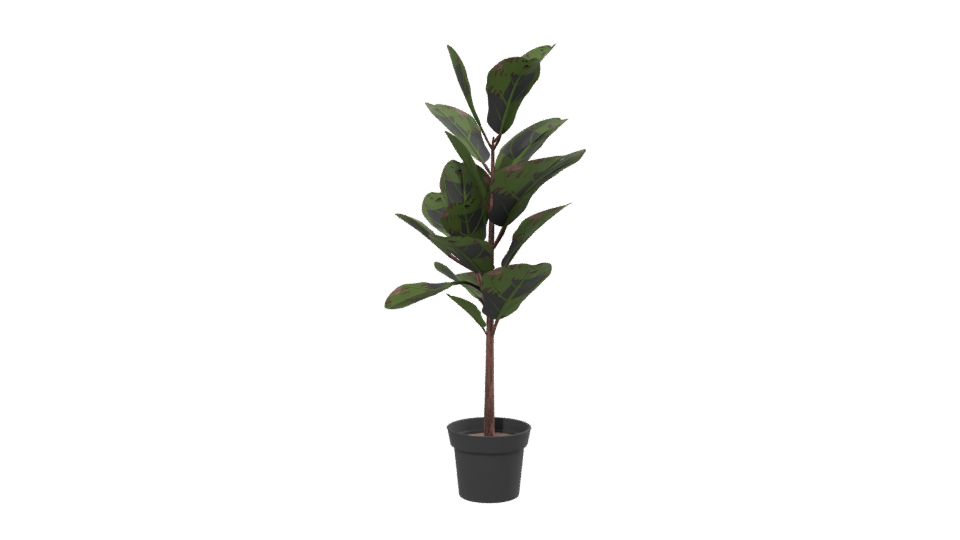 Realistic Indoor Plant Model - Professional 3D Model Render 13
