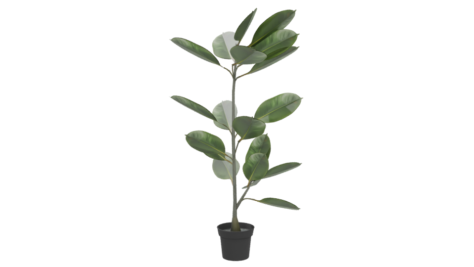 Realistic Potted Ficus Plant 3D Model - Professional 3D Model Render 5