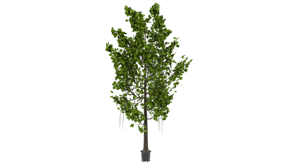 Artificial Ficus Tree 3D Model - Professional 3D Model Render 4