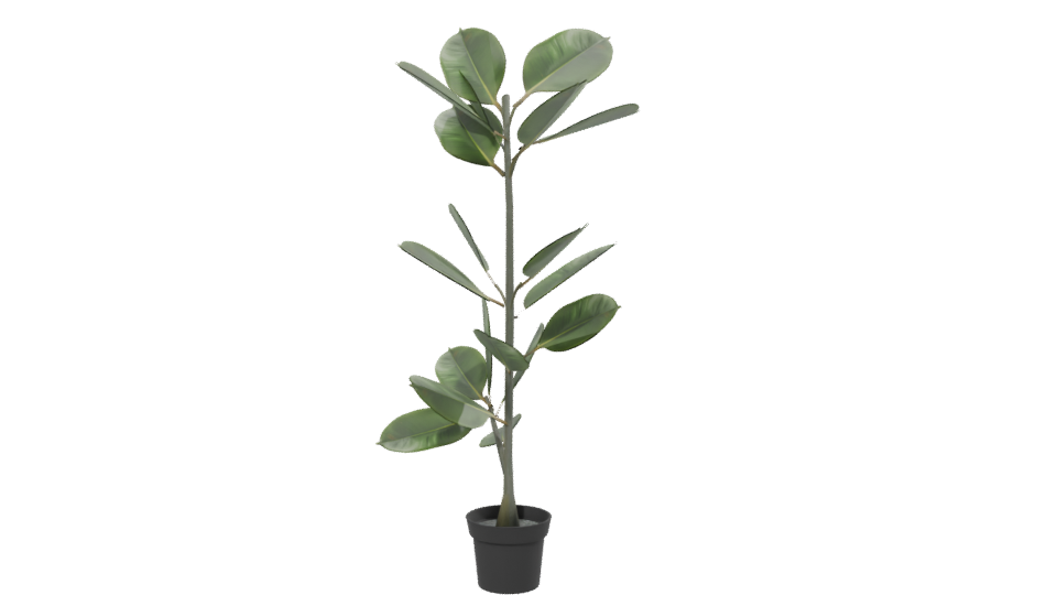 Realistic Potted Ficus Plant 3D Model - Professional 3D Model Render 13