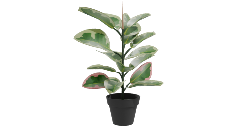 Artificial Pink Rubber Plant 3D - Professional 3D Model Render 10