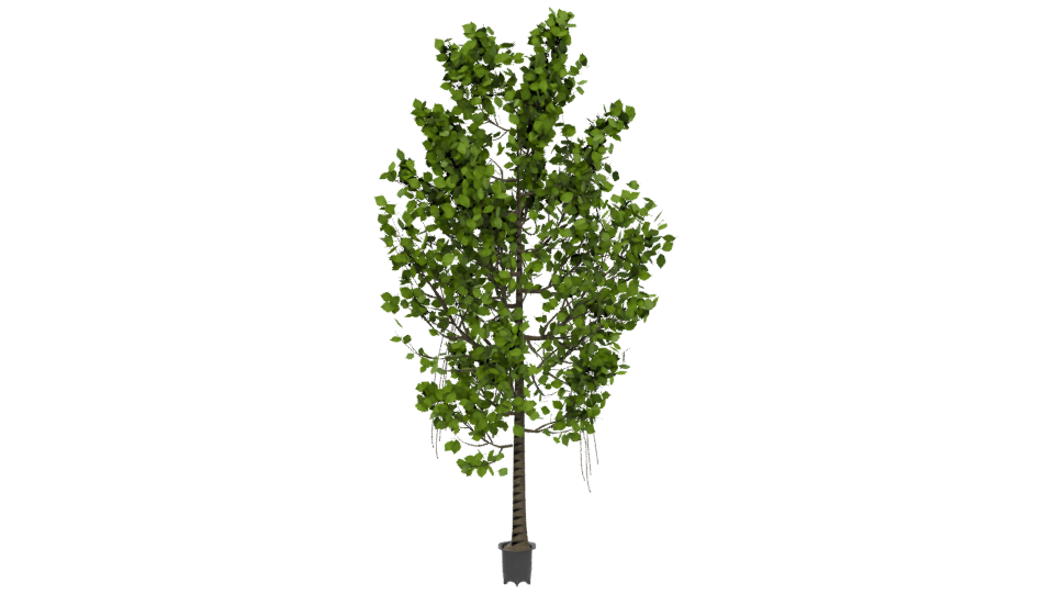 Artificial Ficus Tree 3D Model - Professional 3D Model Render 5