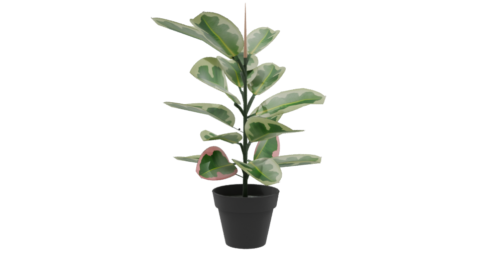Artificial Pink Rubber Plant 3D - Professional 3D Model Render 9