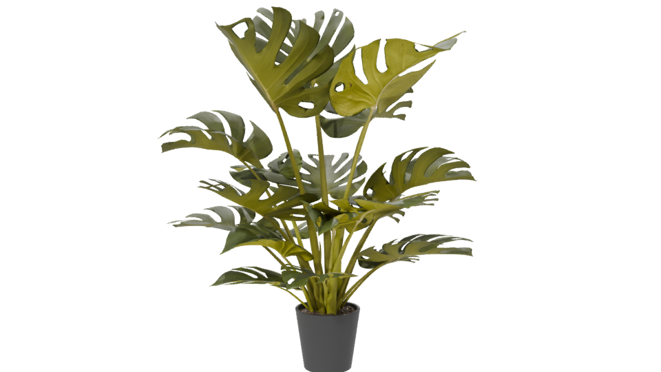 Lush Green Monstera Plant 3D Model - Professional 3D Model Render 6