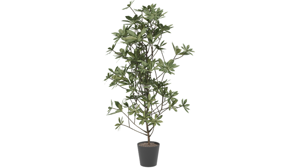 Lush Indoor Plant Model 3D - Professional 3D Model Render 2