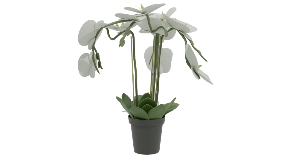 Elegant Orchid Plant 3D Model - Professional 3D Model Render 3