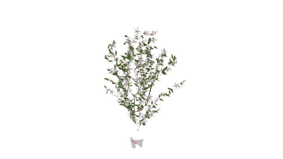 Realistic Flowering Plant 3D Model - Professional 3D Model Render 8