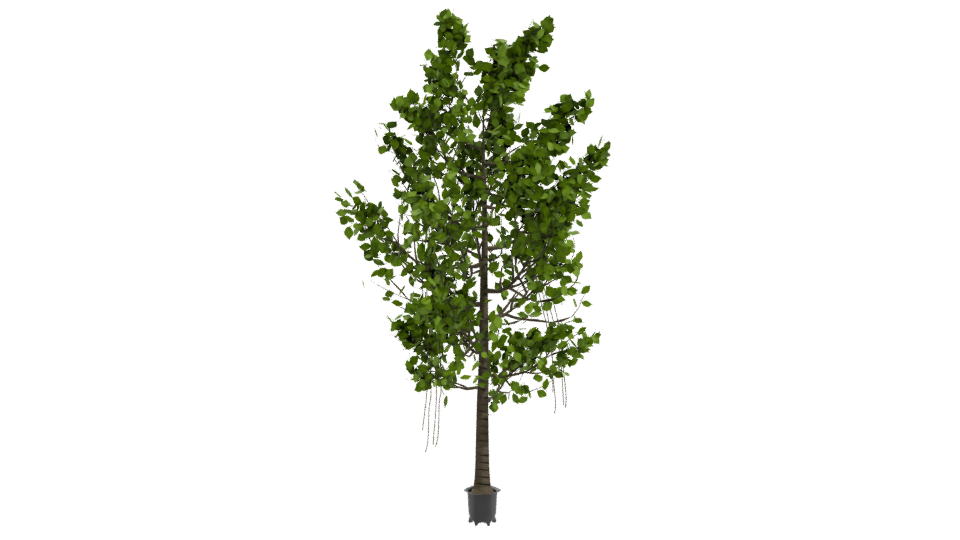 Artificial Ficus Tree 3D Model - Professional 3D Model Render 10