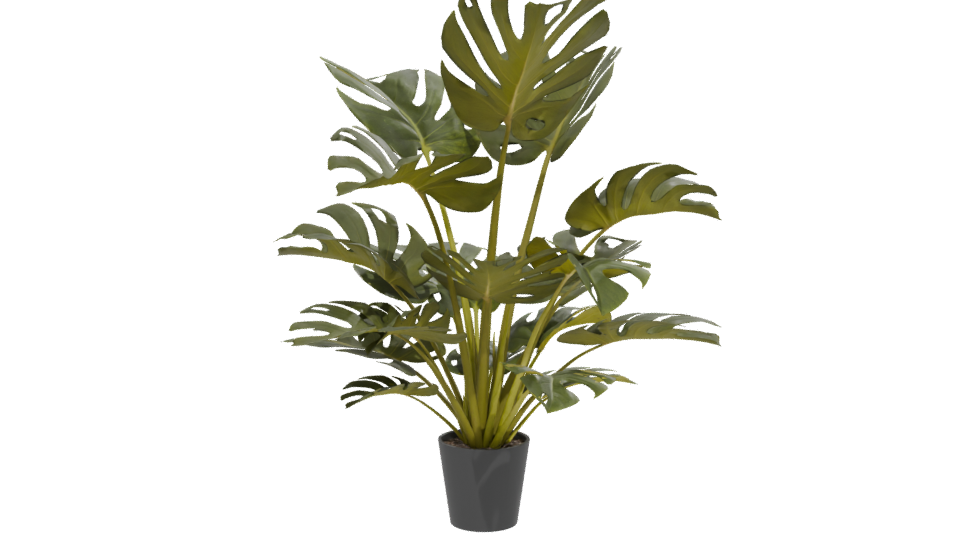 Lush Green Monstera Plant 3D Model - Professional 3D Model Render 12