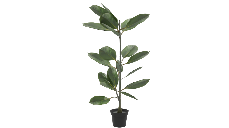 Realistic Potted Ficus Plant 3D Model - Professional 3D Model Render 9