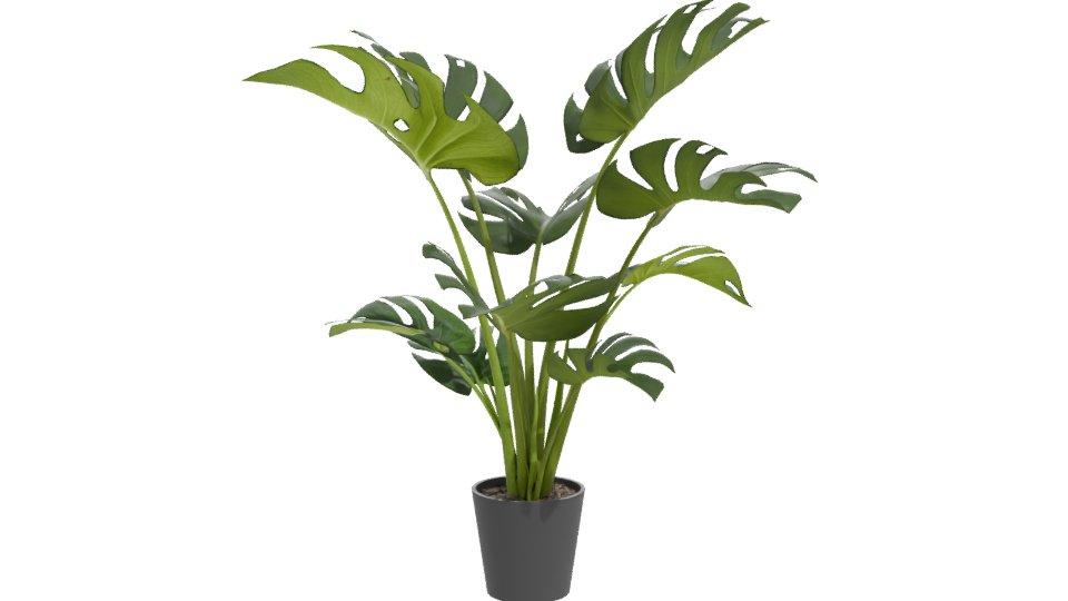 Stylized Indoor Plant Model 3D - Professional 3D Model Render 11