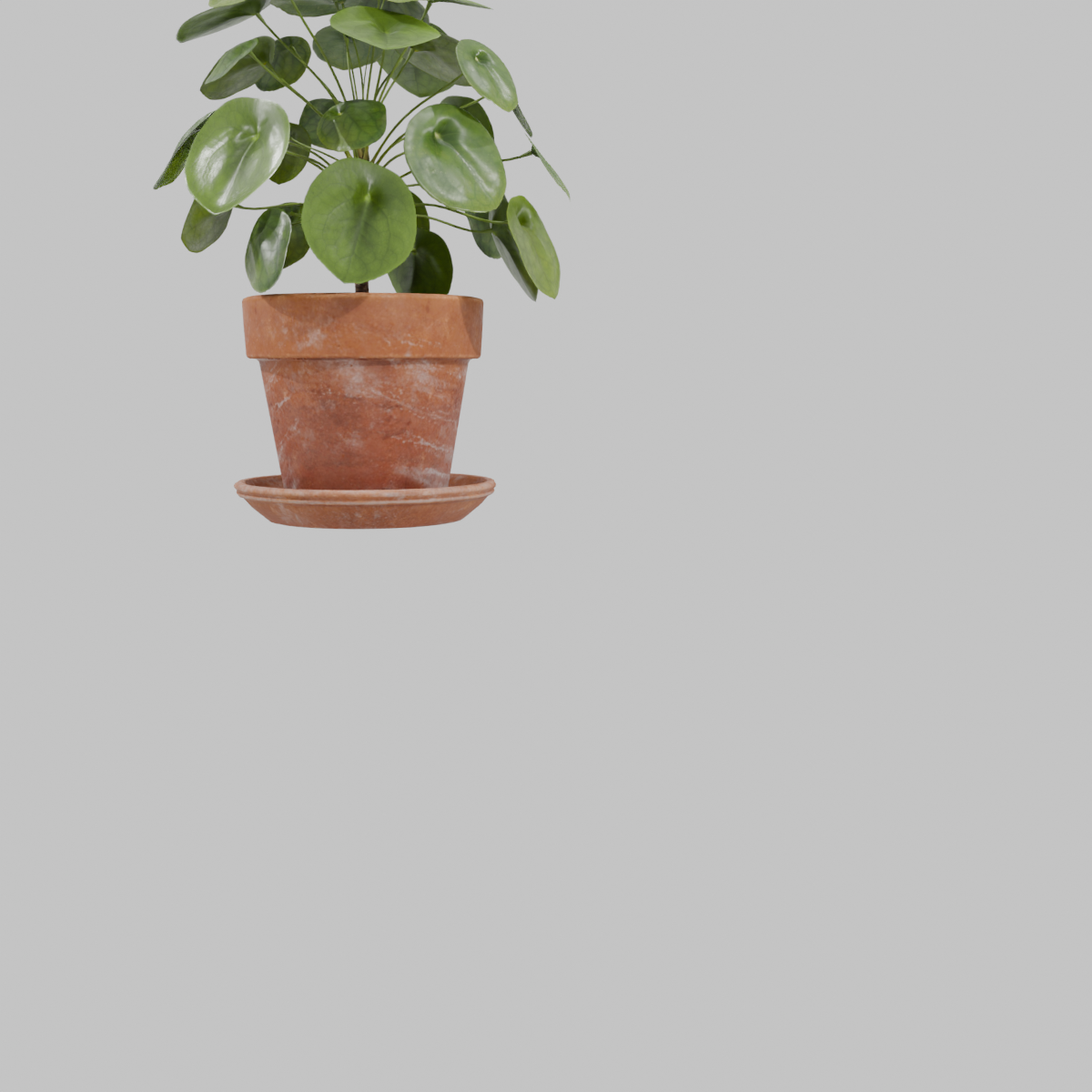 Pilea_peperomioides_terracotta