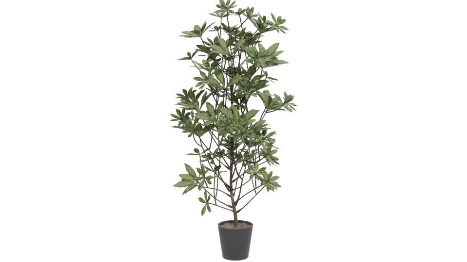 Lush Indoor Plant Model 3D - Professional 3D Model Render 12