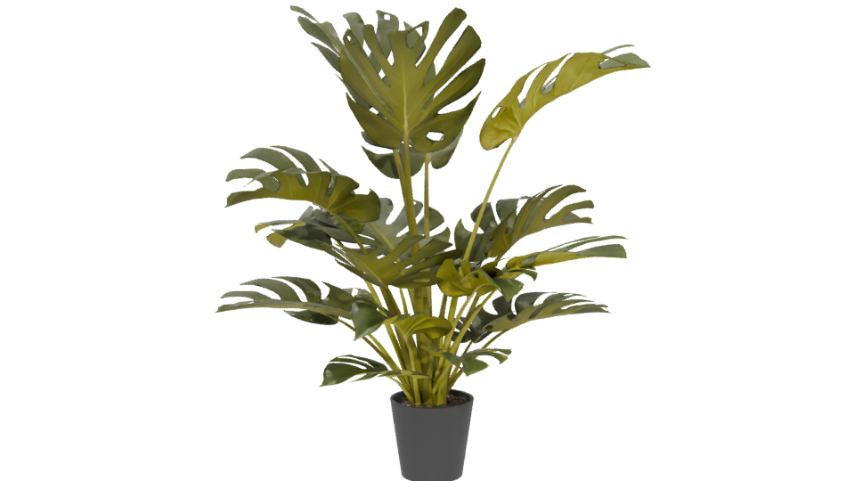 Lush Green Monstera Plant 3D Model - Professional 3D Model Render 5