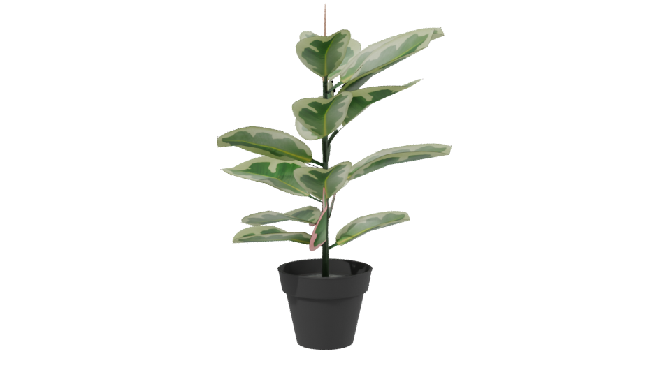 Artificial Pink Rubber Plant 3D - Professional 3D Model Render 2