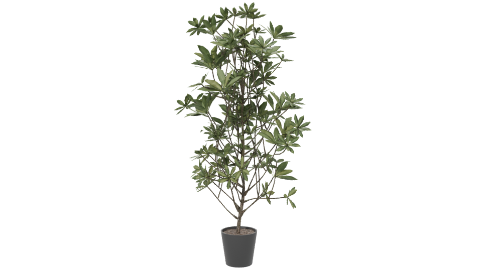 Lush Indoor Plant Model 3D - Professional 3D Model Render 6