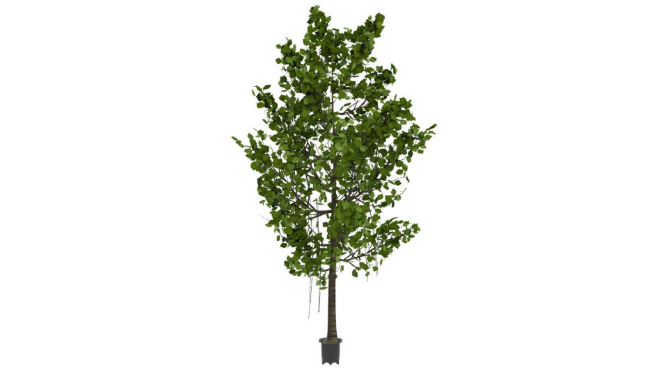 Artificial Ficus Tree 3D Model - Professional 3D Model Render 9