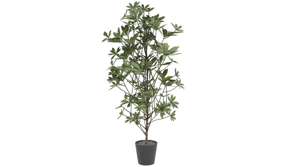 Lush Indoor Plant Model 3D - Professional 3D Model Render 4