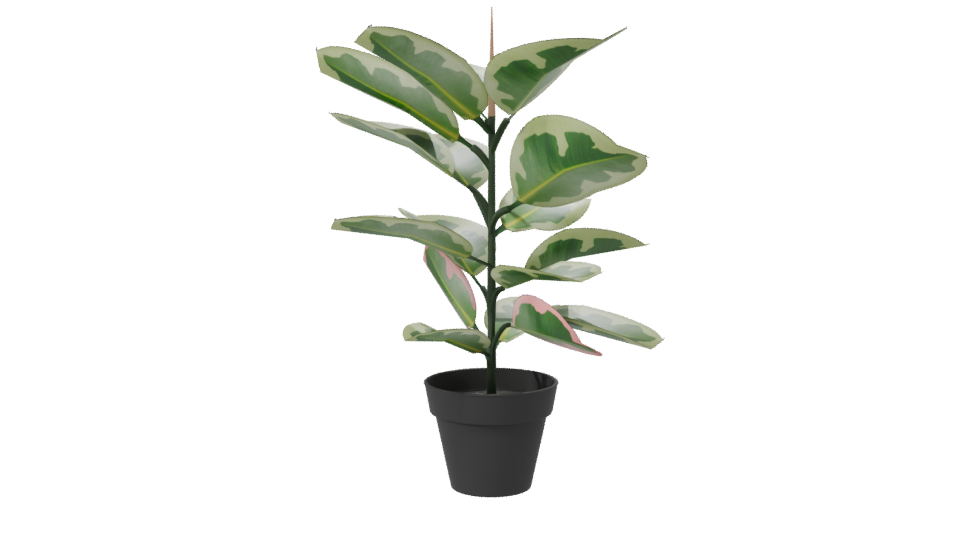 Artificial Pink Rubber Plant 3D - Professional 3D Model Render 7