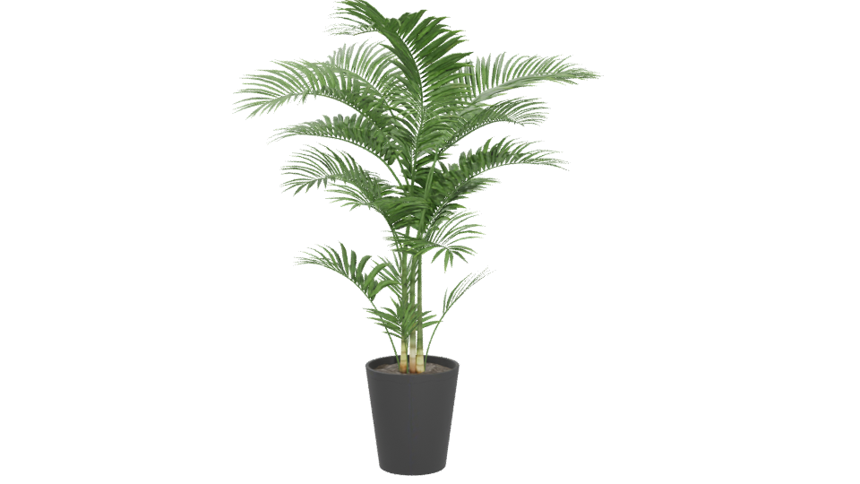 Lifelike Indoor Plant Model - Professional 3D Model Render 5