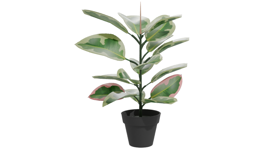 Artificial Pink Rubber Plant 3D - Professional 3D Model Render 11