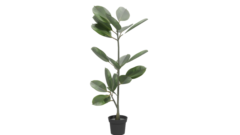 Realistic Potted Ficus Plant 3D Model - Professional 3D Model Render 12