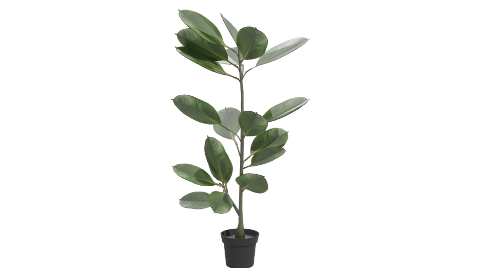 Realistic Potted Ficus Plant 3D Model - Professional 3D Model Render 11