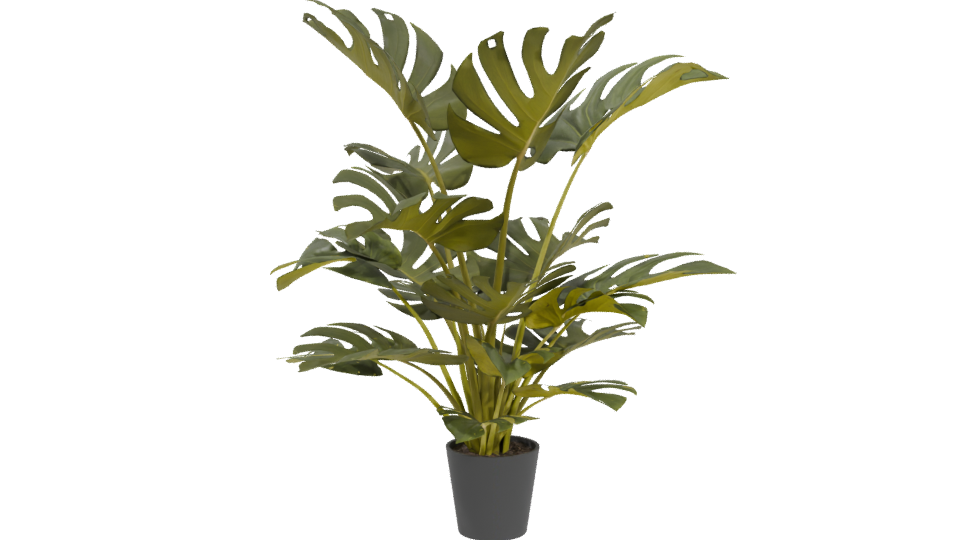 Lush Green Monstera Plant 3D Model - Professional 3D Model Render 4
