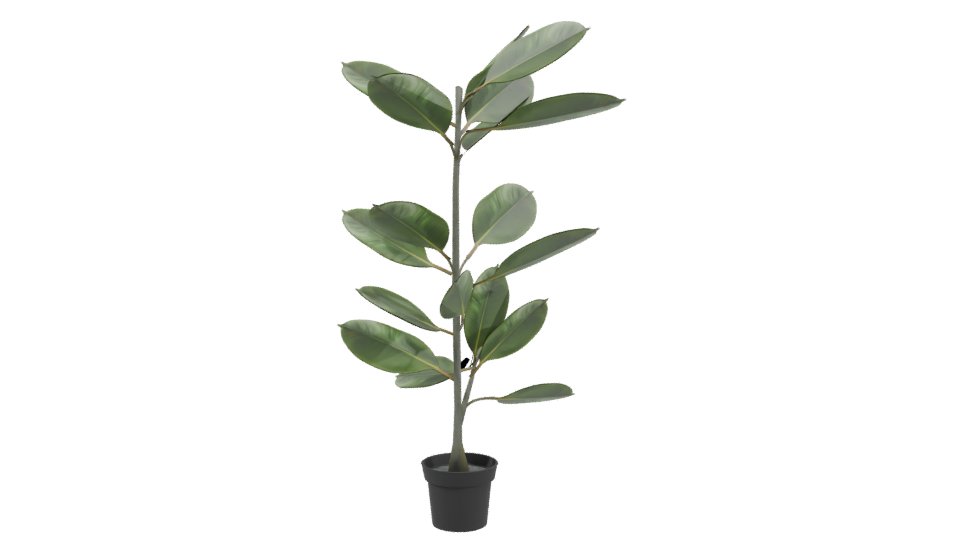 Realistic Potted Ficus Plant 3D Model - Professional 3D Model Render 3