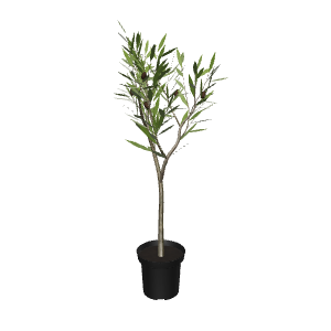 Stylized Indoor Potted Plant Model - Plant 3D Model