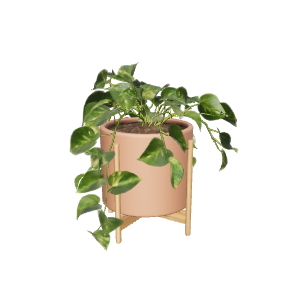 Pothos Plant in Pot 3D Model - 3D Model