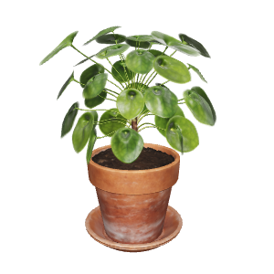 Realistic Potted Plant 3D Model - Plant 3D Model