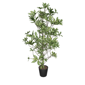 Lush Indoor Plant Model 3D - Plant 3D Model