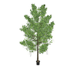 Artificial Ficus Tree 3D Model - Plant 3D Model