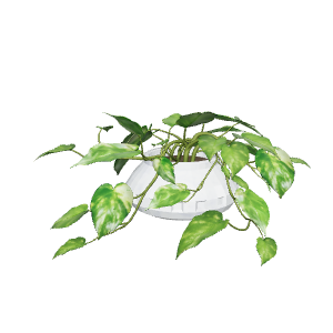 Realistic Potted Plant Model - Plant 3D Model