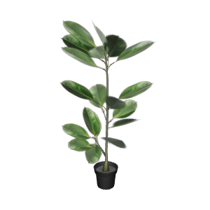 Realistic Potted Ficus Plant 3D Model - Plant 3D Model